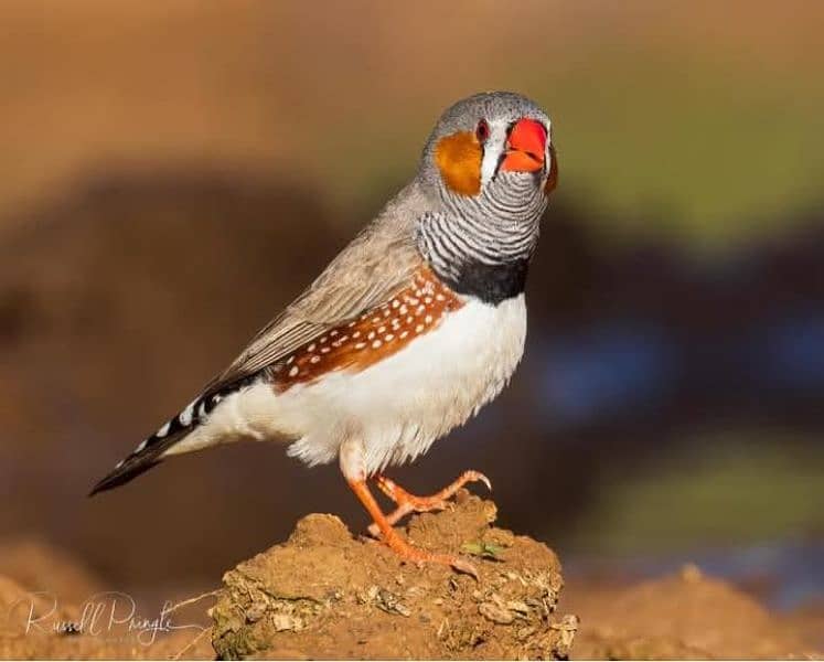 Breeder Finches 1