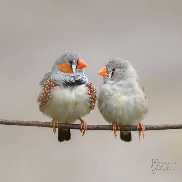 Breeder Finches 2