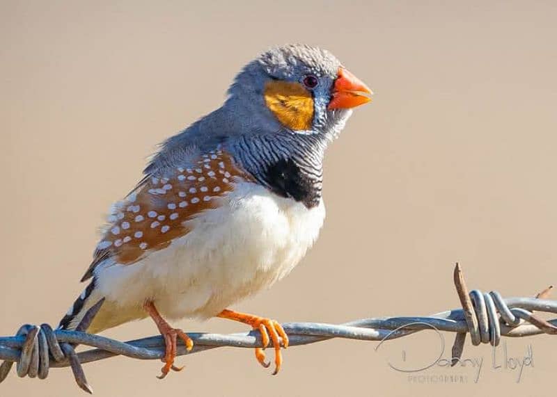 Breeder Finches 3