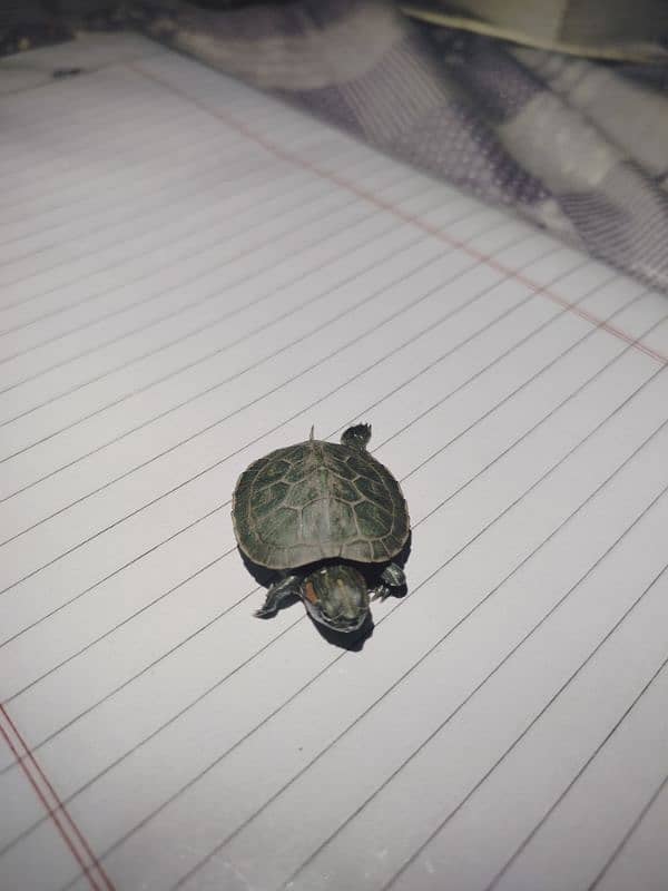 red ear slider coin size baby 0