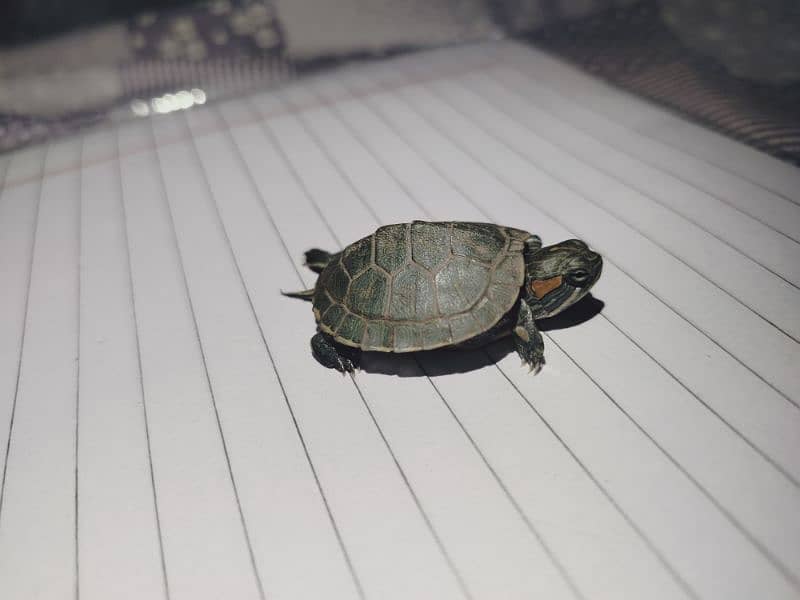 red ear slider coin size baby 1