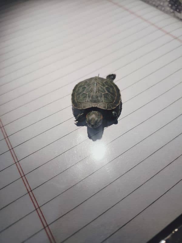 red ear slider coin size baby 3