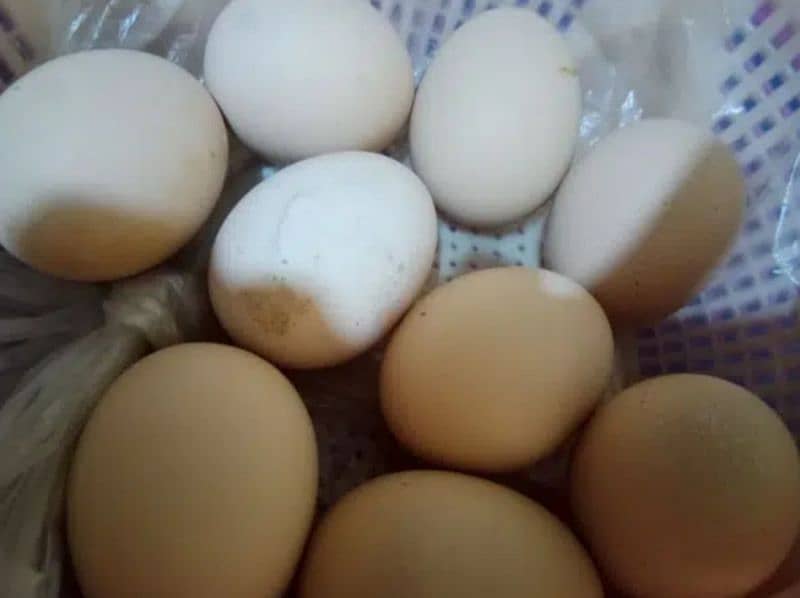 Golden heavy buff eggs fresh fertile for sale 0