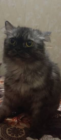 Persian cat for sale