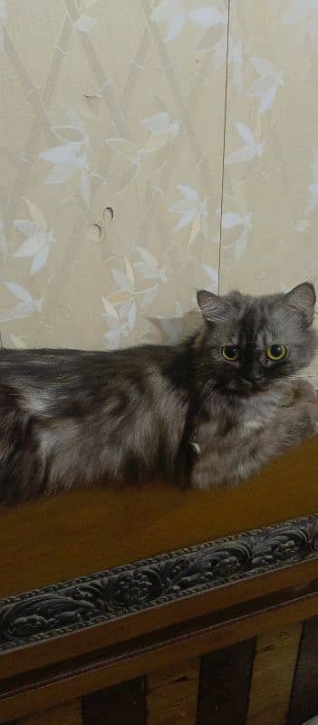 Persian cat for sale 1