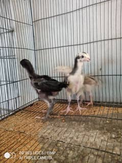 Thai Cross aseel chicks, black polish chicks, black rosecomb chicks