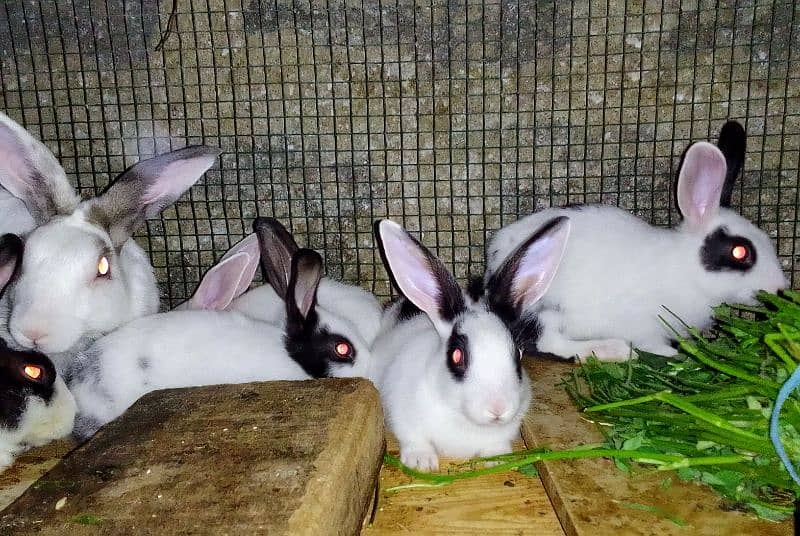 Rabbits babies / Red eye Rabbits babies 0