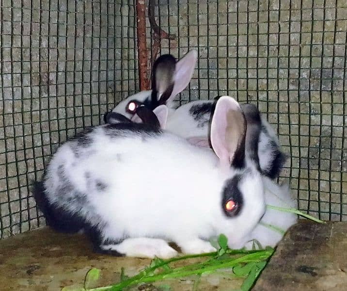 Rabbits babies / Red eye Rabbits babies 1