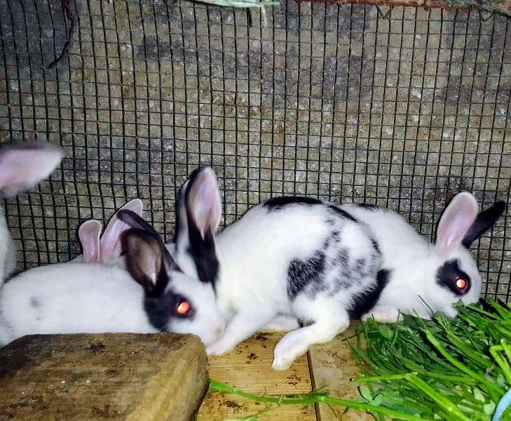 Rabbits babies / Red eye Rabbits babies 2