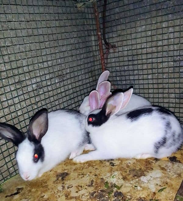 Rabbits babies / Red eye Rabbits babies 3