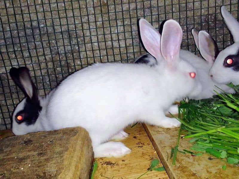 Rabbits babies / Red eye Rabbits babies 4