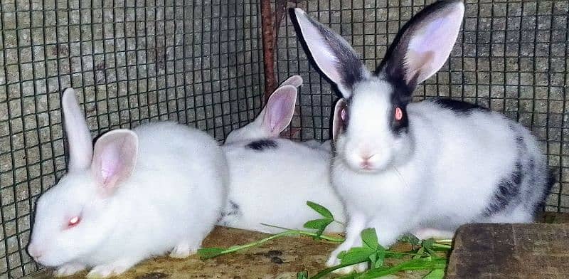 Rabbits babies / Red eye Rabbits babies 6