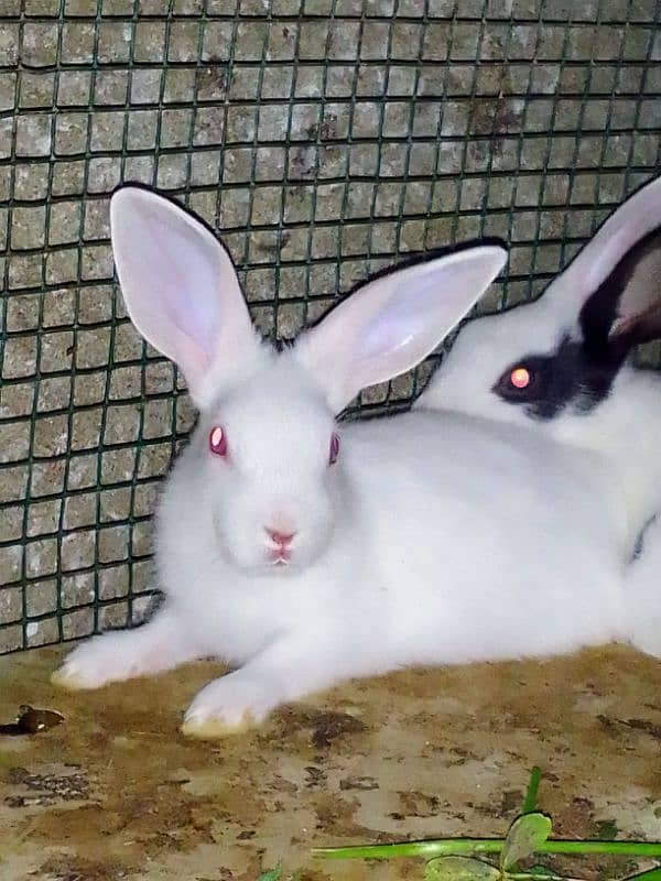 Rabbits babies / Red eye Rabbits babies 8