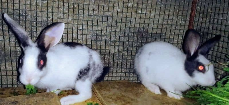 Rabbits babies / Red eye Rabbits babies 9