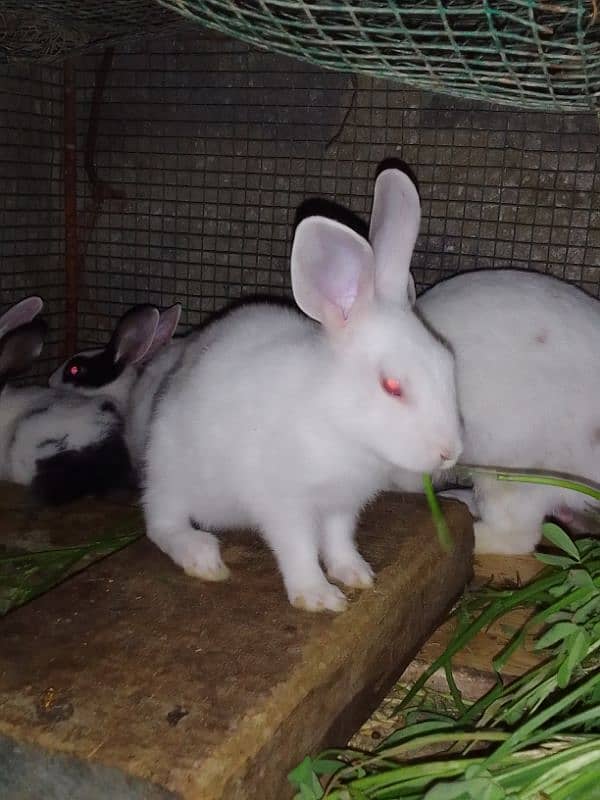 Rabbits babies / Red eye Rabbits babies 10