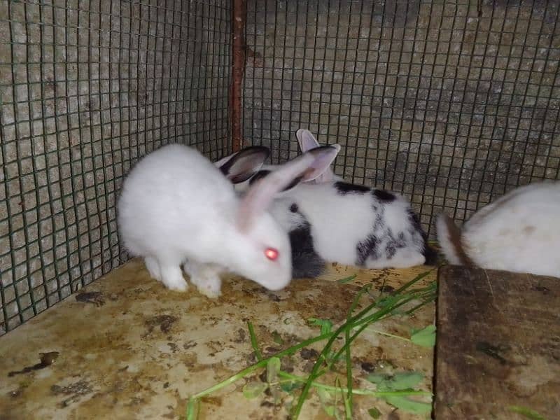 Rabbits babies / Red eye Rabbits babies 11