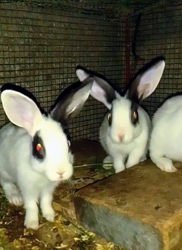 Rabbits babies / Red eye Rabbits babies 12