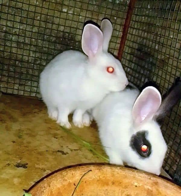 Rabbits babies / Red eye Rabbits babies 13