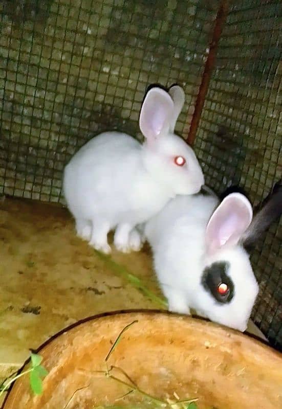 Rabbits babies / Red eye Rabbits babies 14