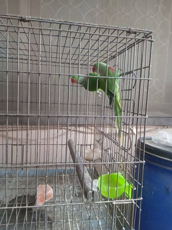 Raw parrots Breeder pair For Sale 0