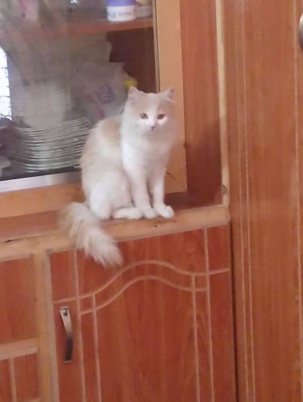 Persian cat for sale 0