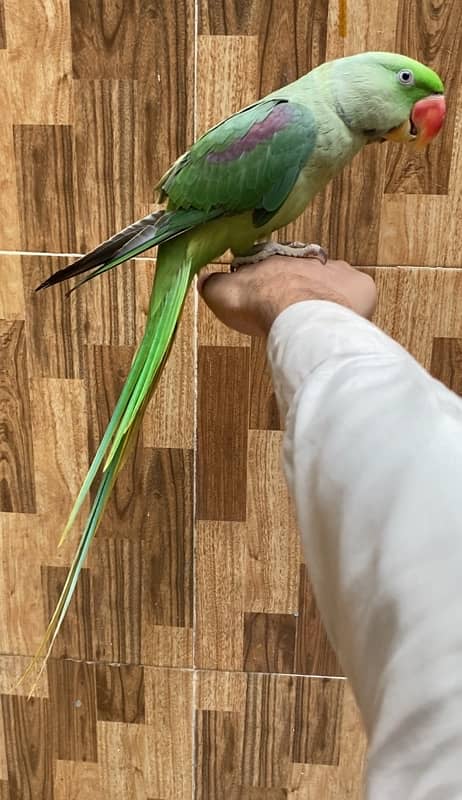 raw Jambo size male hande tame 03024088918 0