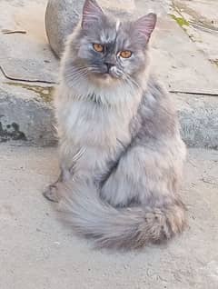 Persian cat smoky color