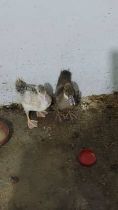 Ducks for sale 2 month age