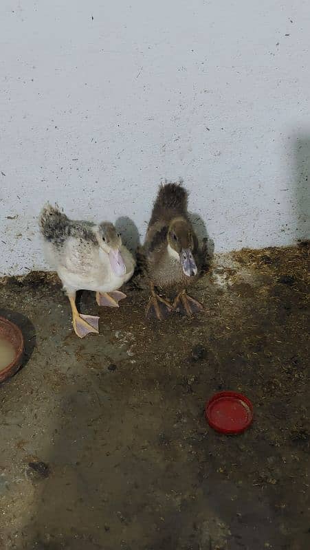 Ducks for sale 2 month age 0