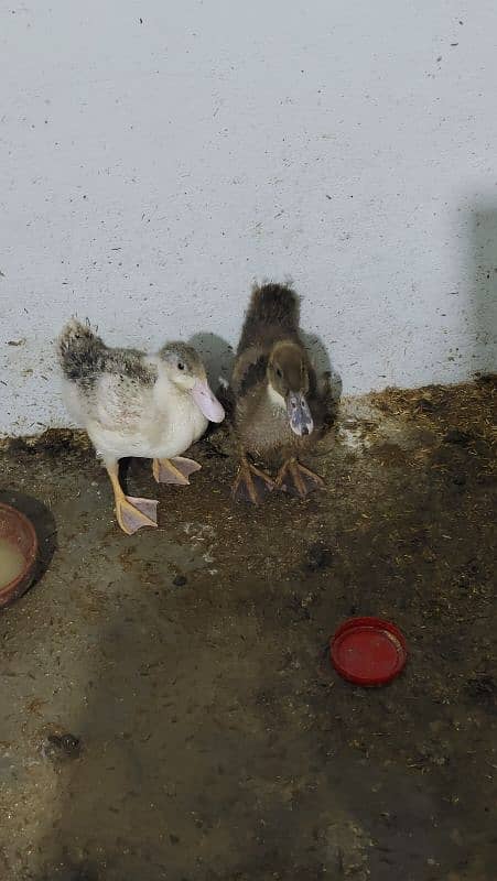 Ducks for sale 2 month age 1