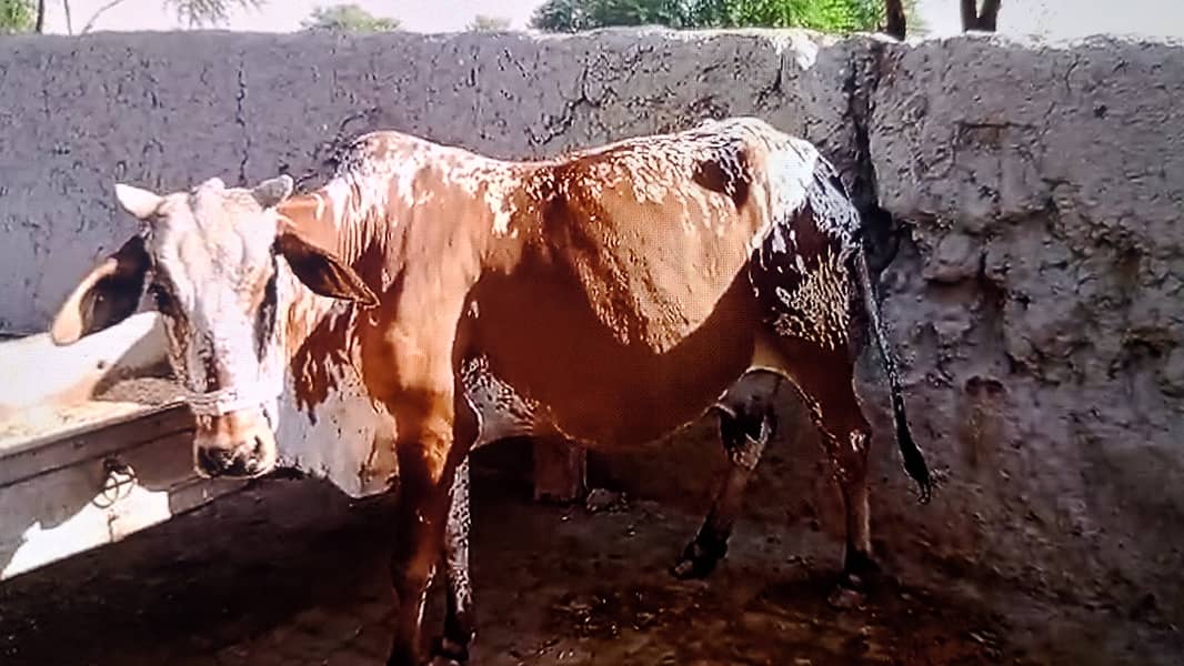 Cow For sale 0