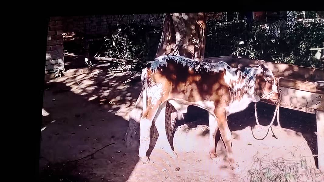 Cow For sale 1