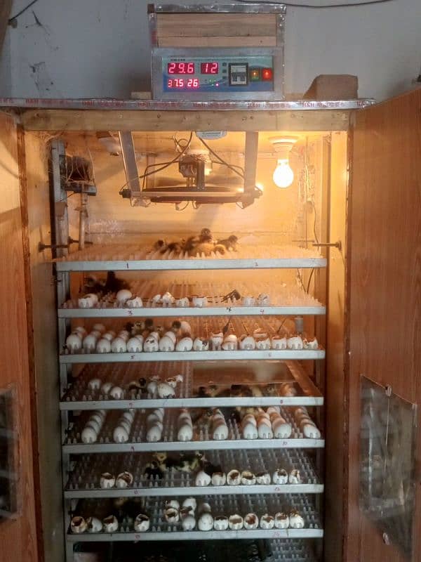 fully automatic. 1300eggs wala  incobator machine 100fesd result 7