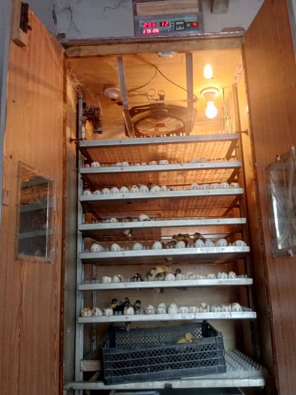 fully automatic. 1300eggs wala  incobator machine 100fesd result 9