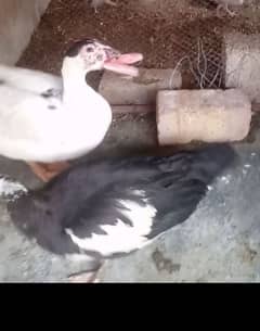 Ducks for sell