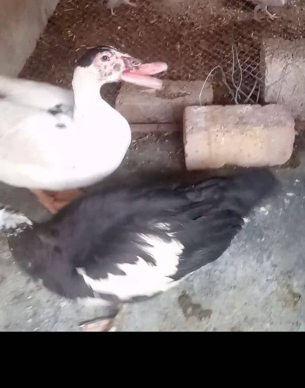 Ducks for sell 0