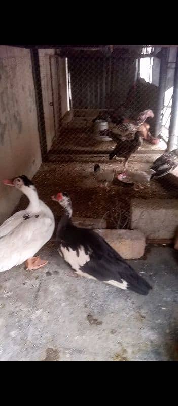 Ducks for sell 1