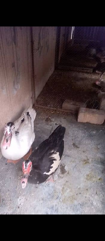 Ducks for sell 2