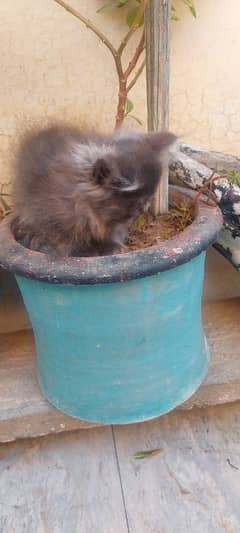 gray persion  cat male baby