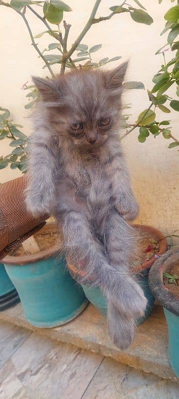 gray persion  cat male baby 1