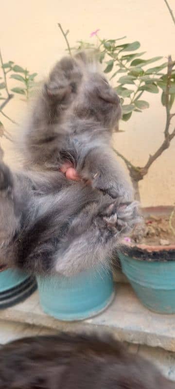 gray persion  cat male baby 2