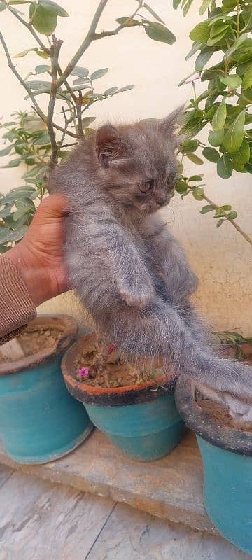 gray persion  cat male baby 3