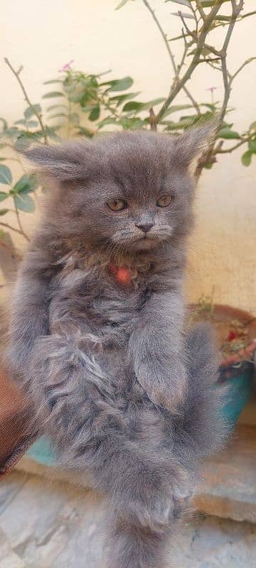 gray persion  cat male baby 4