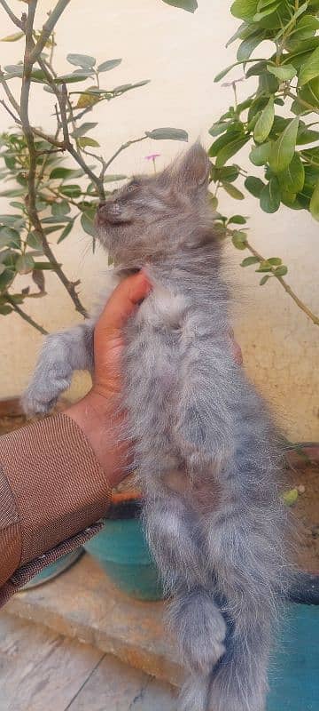 gray persion  cat male baby 5