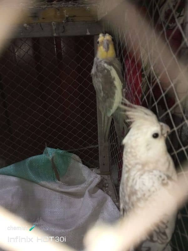 cocktail parrots for sale with wooden box 0