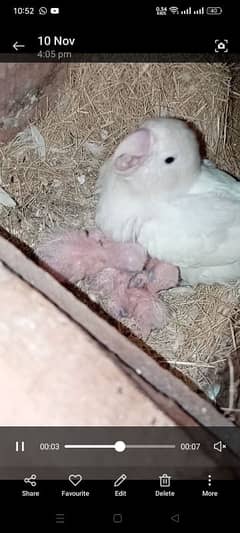 breeder pairs with chicks and eggs