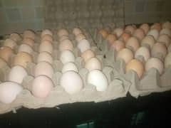 desi eggs / misri egg / Fertile Egg / fresh organic egg