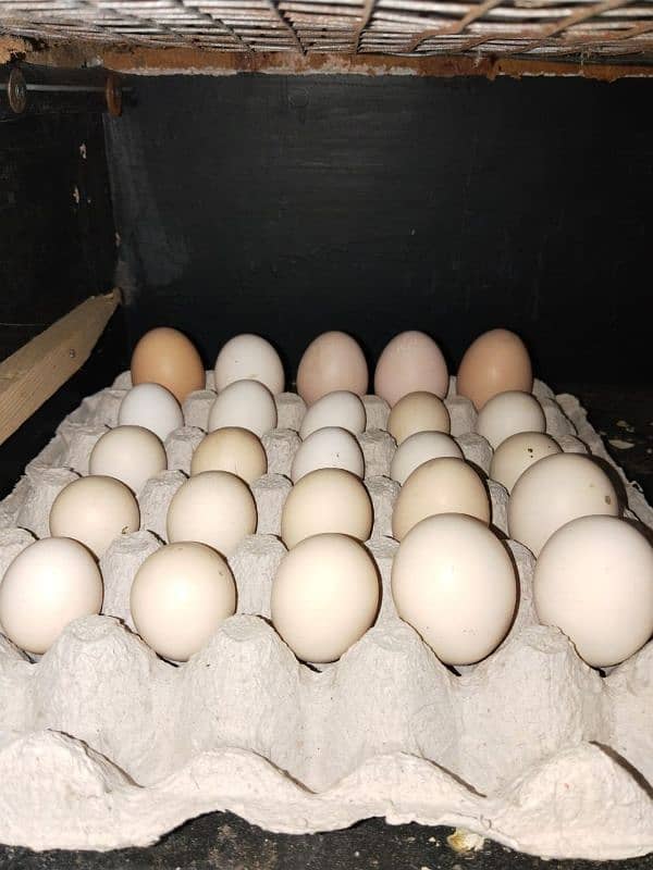 desi eggs / misri egg / Fertile Egg / fresh organic egg 2