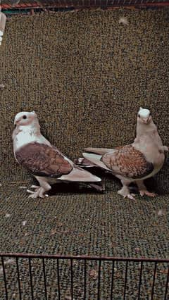 breeder pair