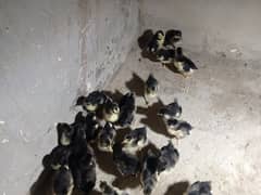 Australorp chicks for sale